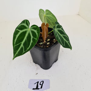 #19 Anthurium Magnificum - Seedling