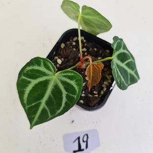 #19 Anthurium Magnificum - Seedling