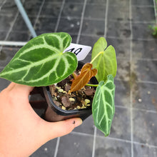 Load image into Gallery viewer, #19 Anthurium Magnificum - Seedling