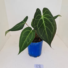 Load image into Gallery viewer, #23 Large Anthurium hybrid