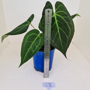 #23 Large Anthurium hybrid