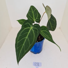 Load image into Gallery viewer, #23 Large Anthurium hybrid