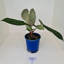 Load image into Gallery viewer, #23 Large Anthurium hybrid