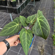 Load image into Gallery viewer, #23 Large Anthurium hybrid