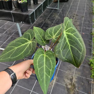 #23 Large Anthurium hybrid