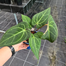 Load image into Gallery viewer, #23 Large Anthurium hybrid