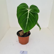 Load image into Gallery viewer, #1 Philodendron Gloriosum