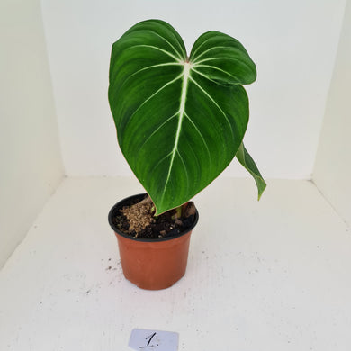 #1 Philodendron Gloriosum