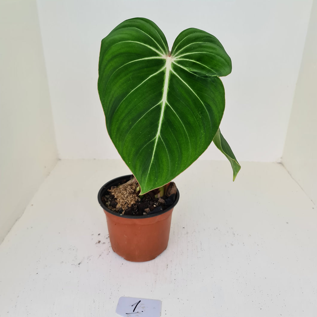 #1 Philodendron Gloriosum