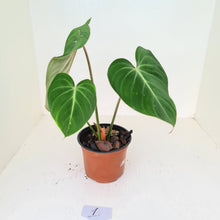 Load image into Gallery viewer, #1 Philodendron Gloriosum