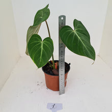 Load image into Gallery viewer, #1 Philodendron Gloriosum