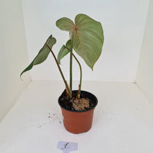 Load image into Gallery viewer, #1 Philodendron Gloriosum