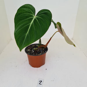 #2 Philodendron Gloriosum