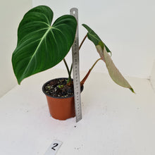 Load image into Gallery viewer, #2 Philodendron Gloriosum