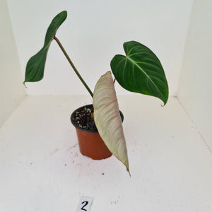 #2 Philodendron Gloriosum