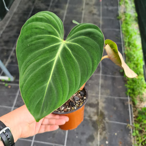 #2 Philodendron Gloriosum