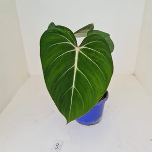 #3 Philodendron Gloriosum