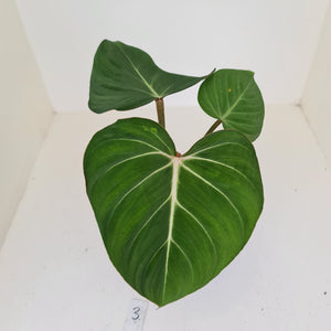 #3 Philodendron Gloriosum