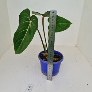 #3 Philodendron Gloriosum