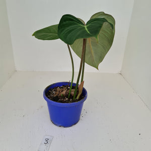 #3 Philodendron Gloriosum