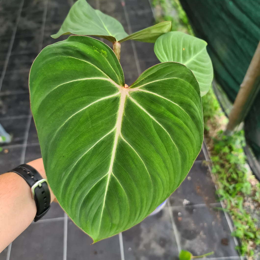 #3 Philodendron Gloriosum