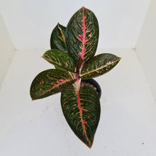 Load image into Gallery viewer, Aglaonema Tiara