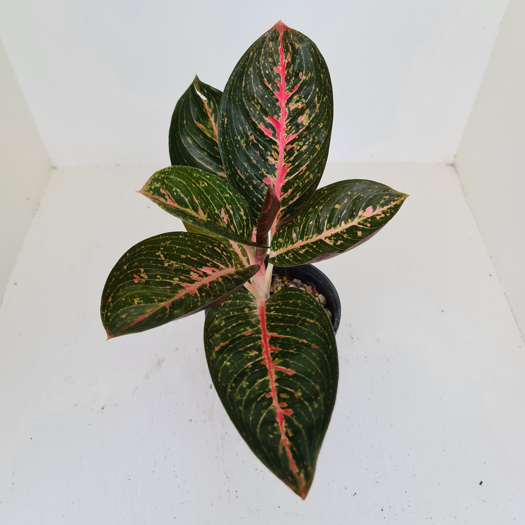 Aglaonema Tiara