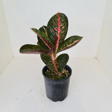 Load image into Gallery viewer, Aglaonema Tiara