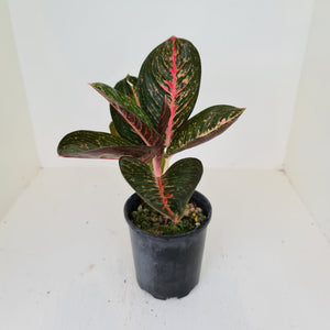 Aglaonema Tiara