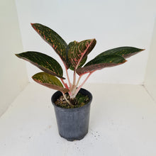 Load image into Gallery viewer, Aglaonema Tiara