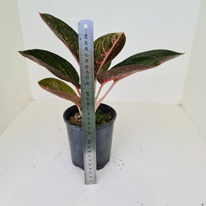 Aglaonema Tiara