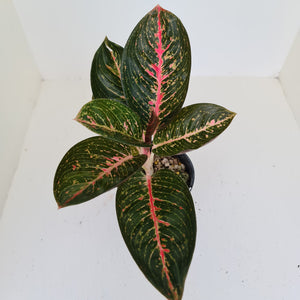 Aglaonema Tiara