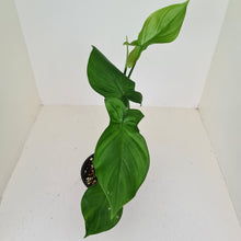 Load image into Gallery viewer, Philodendron Camposportoanum