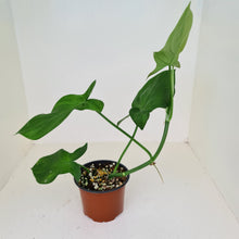 Load image into Gallery viewer, Philodendron Camposportoanum