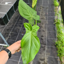 Load image into Gallery viewer, Philodendron Camposportoanum