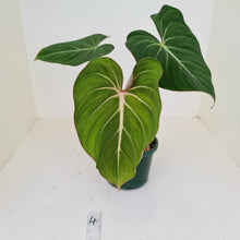 Load image into Gallery viewer, #4 Philodendron Gloriosum