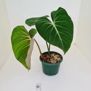 #4 Philodendron Gloriosum