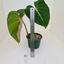 Load image into Gallery viewer, #4 Philodendron Gloriosum