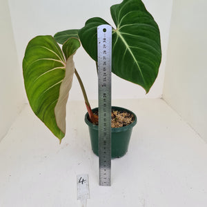 #4 Philodendron Gloriosum