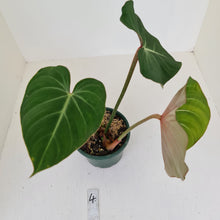 Load image into Gallery viewer, #4 Philodendron Gloriosum