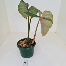 Load image into Gallery viewer, #4 Philodendron Gloriosum