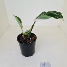 Load image into Gallery viewer, #1 Philodendron White Princess