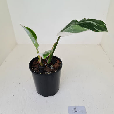 #1 Philodendron White Princess