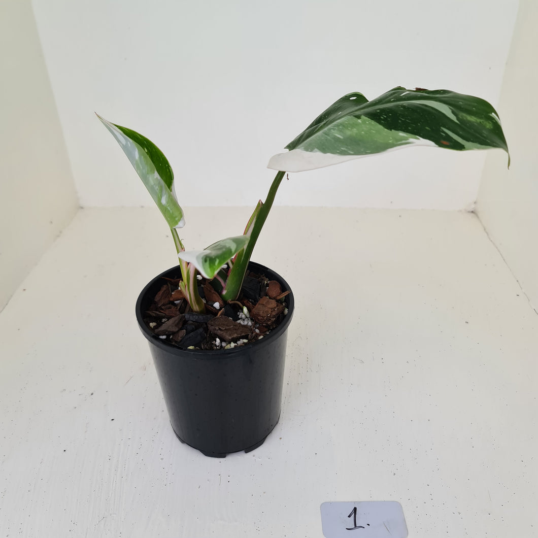 #1 Philodendron White Princess