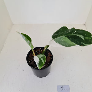 #1 Philodendron White Princess