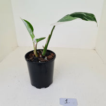 Load image into Gallery viewer, #1 Philodendron White Princess