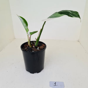 #1 Philodendron White Princess