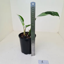 Load image into Gallery viewer, #1 Philodendron White Princess