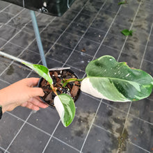 Load image into Gallery viewer, #1 Philodendron White Princess