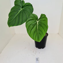 Load image into Gallery viewer, #1 Philodendron Pastazanum or Dean McDowell? - Rooted tip cutting
